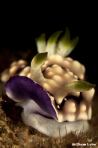 A Cute Chromodoris geometrica by William Loke 
